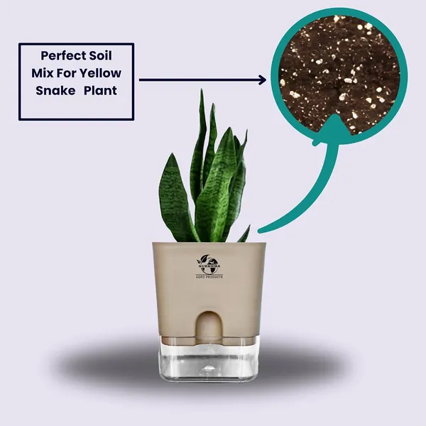 Sansevieria_Superba_Snake_Plant_With_Self_Watering_Pot