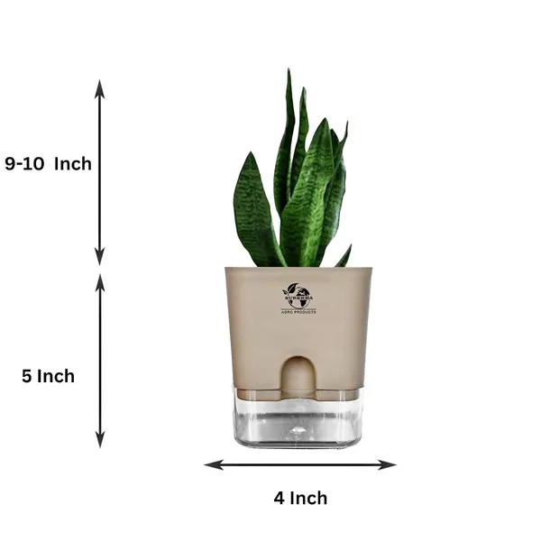 Sansevieria_Superba_Snake_Plant_With_Self_Watering_Pot