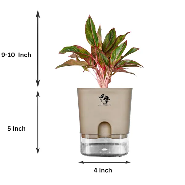 Aglaonema_Red_Indoor_Plant_With_Self_Watering_Pot