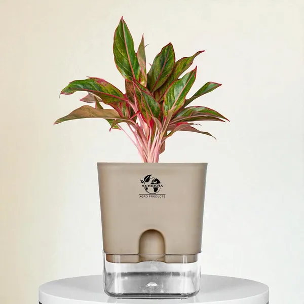 Aglaonema_Red_Indoor_Plant_With_Self_Watering_Pot