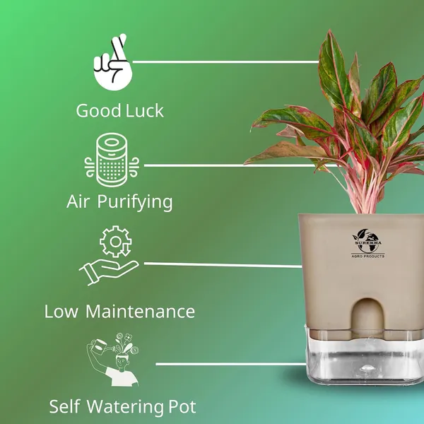 Aglaonema_Red_Indoor_Plant_With_Self_Watering_Pot