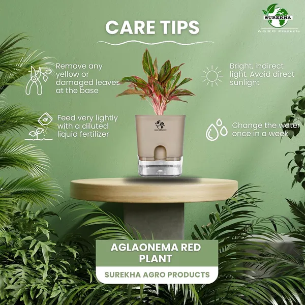Aglaonema_Red_Indoor_Plant_With_Self_Watering_Pot
