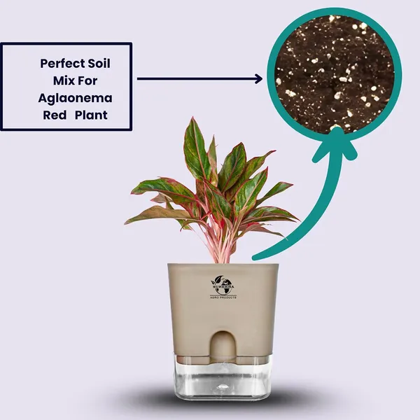 Aglaonema_Red_Indoor_Plant_With_Self_Watering_Pot