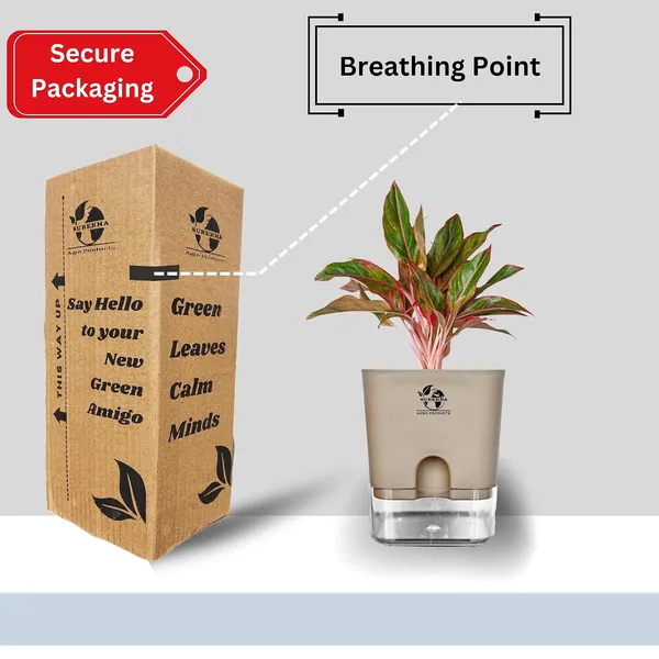 Aglaonema_Red_Indoor_Plant_With_Self_Watering_Pot