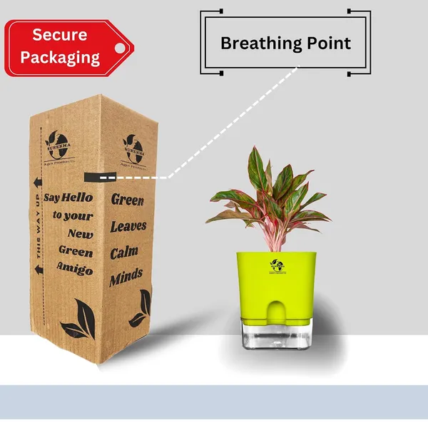 Aglaonema_Red_Indoor_Plant_With_Self_Watering_Pot