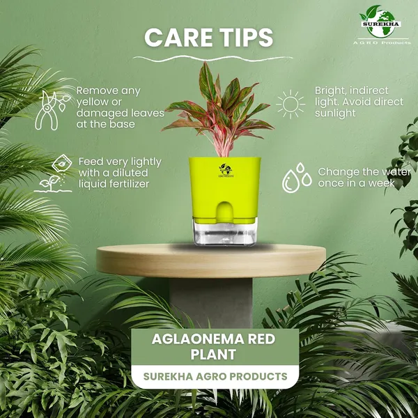 Aglaonema_Red_Indoor_Plant_With_Self_Watering_Pot
