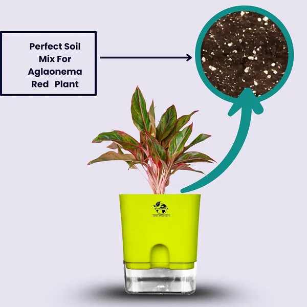 Aglaonema_Red_Indoor_Plant_With_Self_Watering_Pot