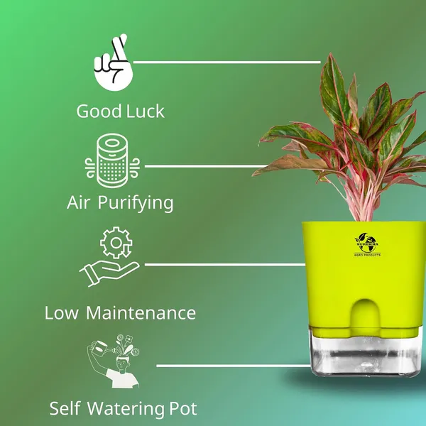Aglaonema_Red_Indoor_Plant_With_Self_Watering_Pot