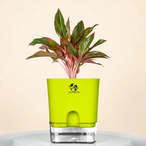 Aglaonema_Red_Indoor_Plant_With_Self_Watering_Pot