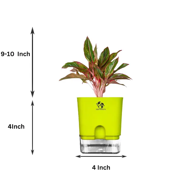Aglaonema_Red_Indoor_Plant_With_Self_Watering_Pot