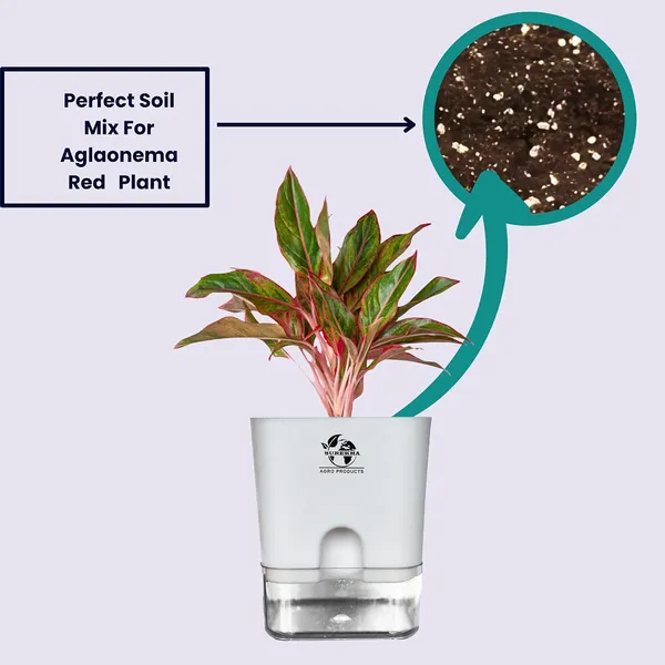 Aglaonema_Red_Plant_With_Self_Watering_Pot
