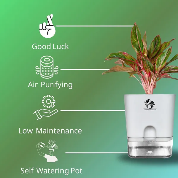 Aglaonema_Red_Plant_With_Self_Watering_Pot
