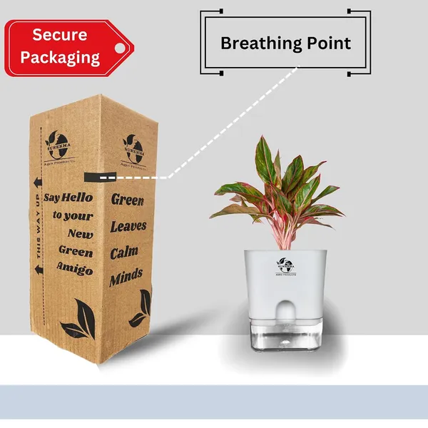 Aglaonema_Red_Plant_With_Self_Watering_Pot