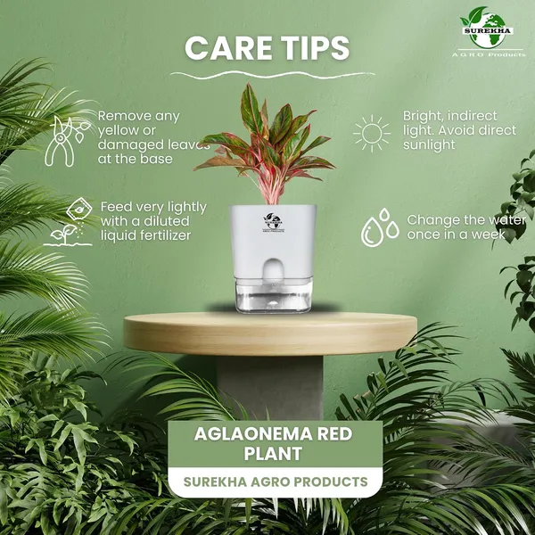 Aglaonema_Red_Plant_With_Self_Watering_Pot