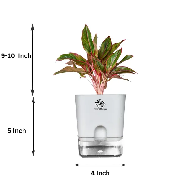 Aglaonema_Red_Plant_With_Self_Watering_Pot