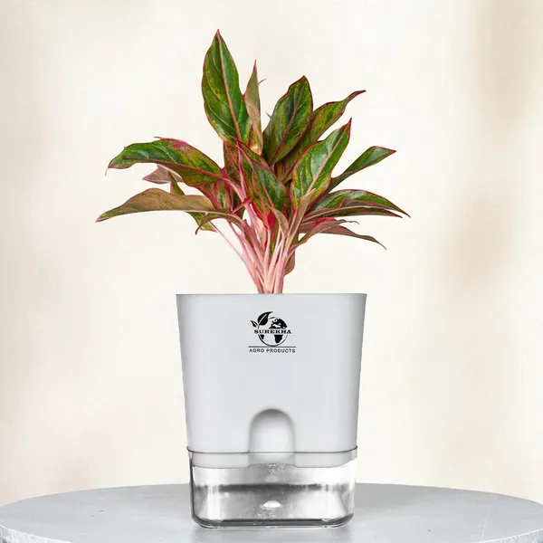 Aglaonema_Red_Plant_With_Self_Watering_Pot