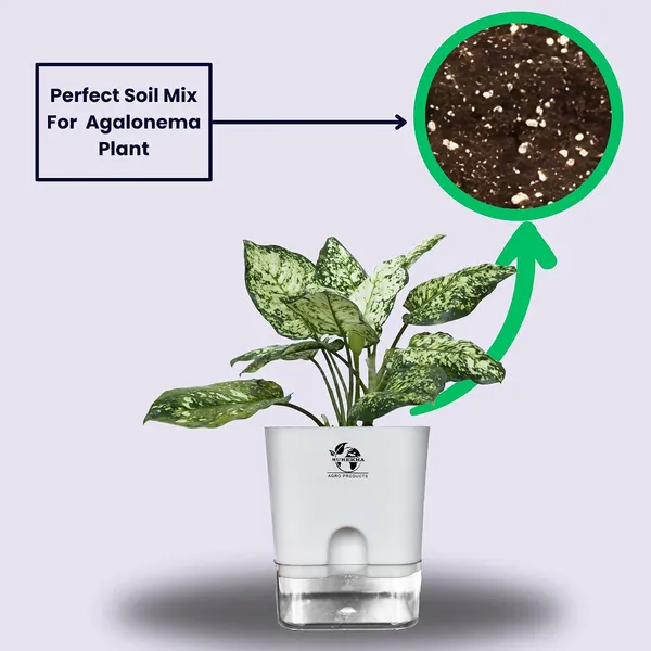 Aglaonema_Plant_With_Self_Watering_Pot