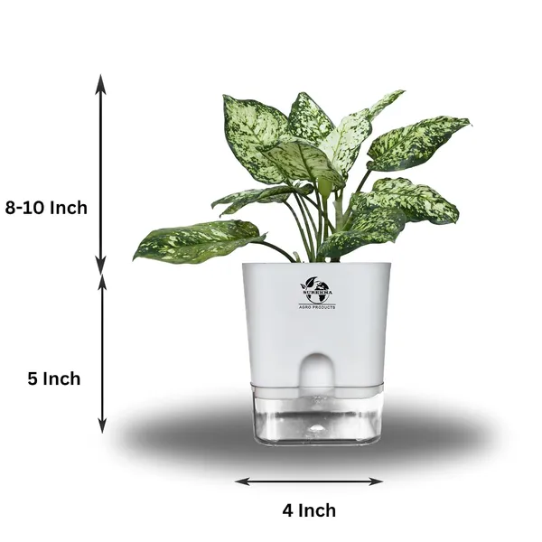Aglaonema_Plant_With_Self_Watering_Pot