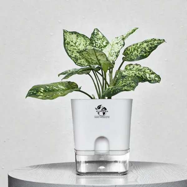 Aglaonema_Plant_With_Self_Watering_Pot