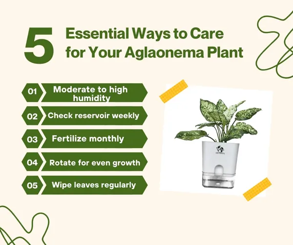 Aglaonema_Plant_With_Self_Watering_Pot