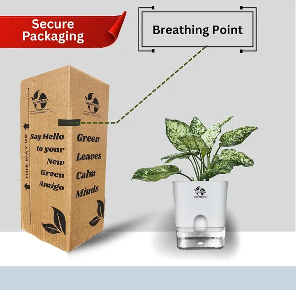 Aglaonema_Plant_With_Self_Watering_Pot