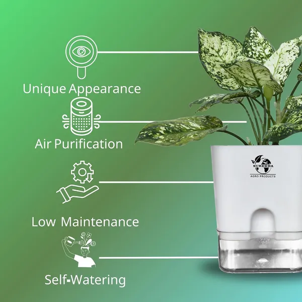 Aglaonema_Plant_With_Self_Watering_Pot