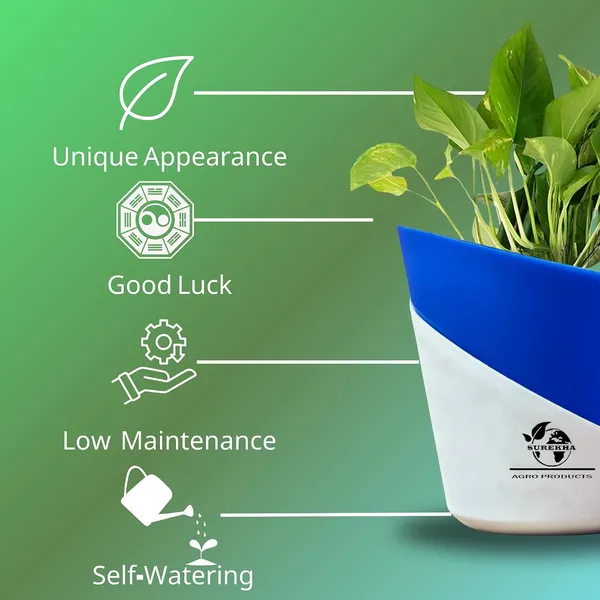 Money_Plant_With_Self_Watering_Pot