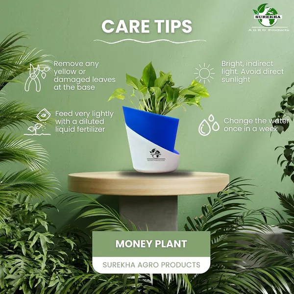 Money_Plant_With_Self_Watering_Pot