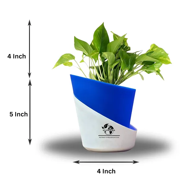 Money_Plant_With_Self_Watering_Pot