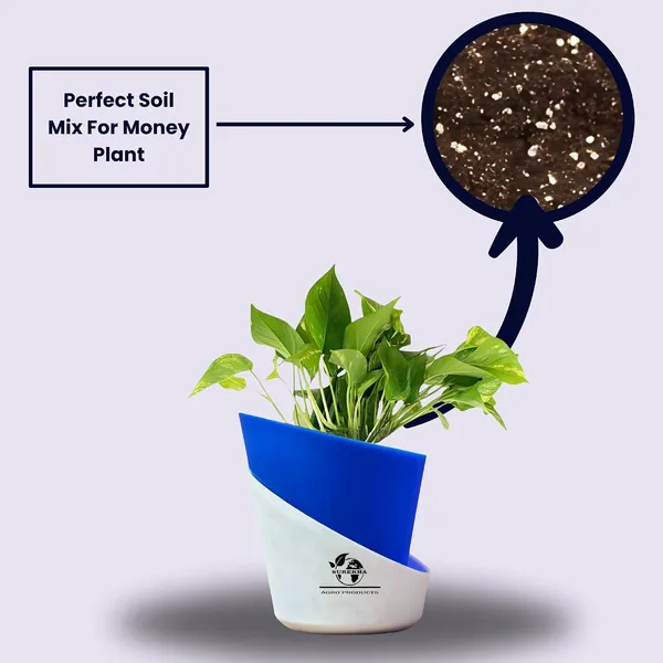 Money_Plant_With_Self_Watering_Pot