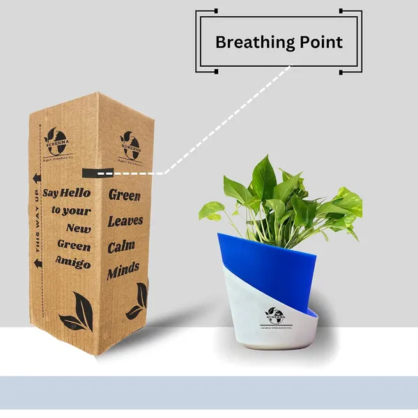 Money_Plant_With_Self_Watering_Pot