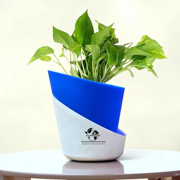 Money_Plant_With_Self_Watering_Pot