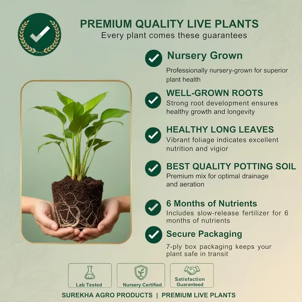 Peace_Lily_Plant_In_Self_Watering_Pot