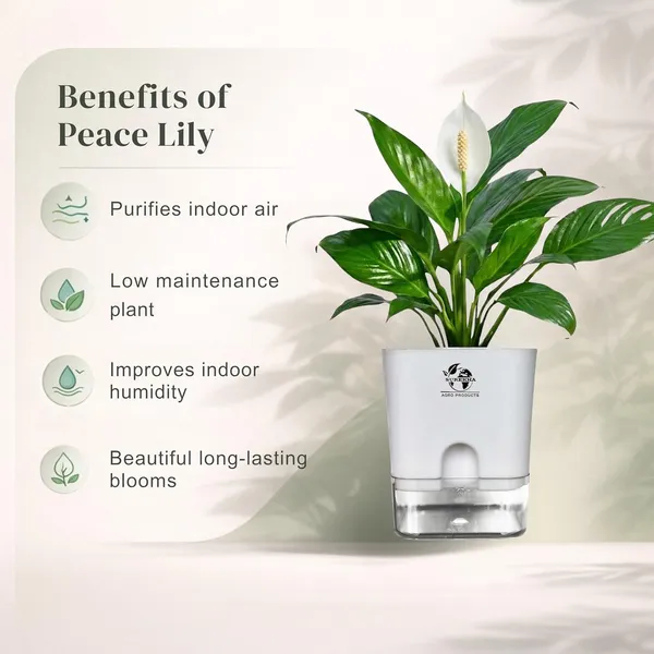 Peace_Lily_Plant_In_Self_Watering_Pot
