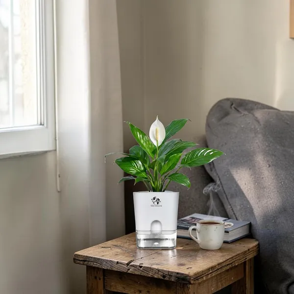 Peace_Lily_Plant_In_Self_Watering_Pot