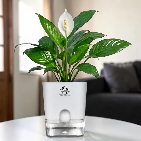 Peace_Lily_Plant_In_Self_Watering_Pot
