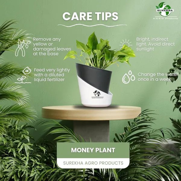 Money_Plant_With_Self_Watering_Pot