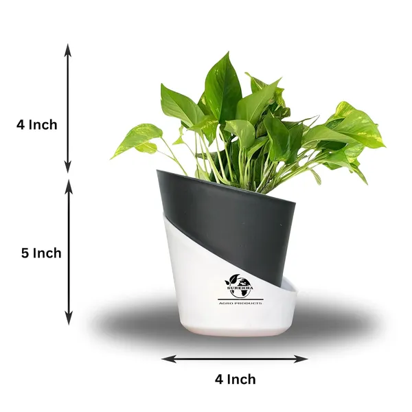 Money_Plant_With_Self_Watering_Pot