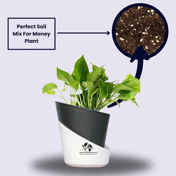 Money_Plant_With_Self_Watering_Pot