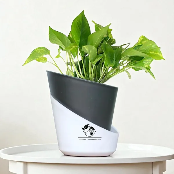 Money_Plant_With_Self_Watering_Pot