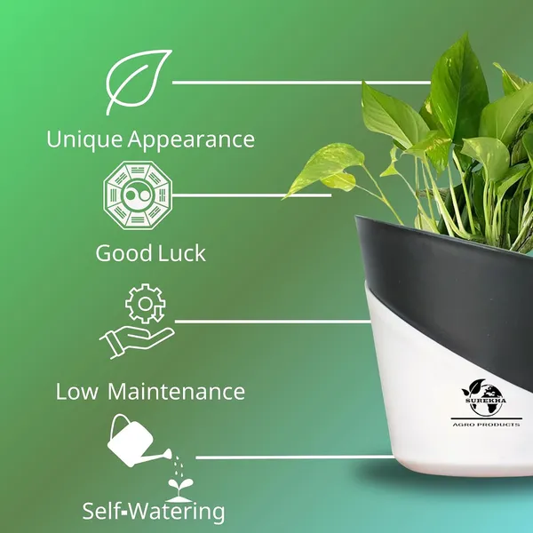 Money_Plant_With_Self_Watering_Pot