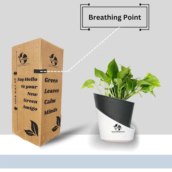 Money_Plant_With_Self_Watering_Pot