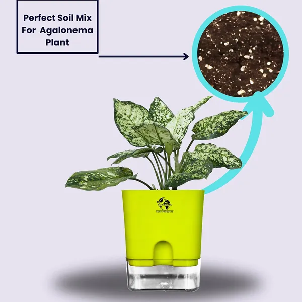 Aglaonema_Indoor_Plant_With_Self_Watering_Pot