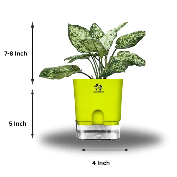 Aglaonema_Indoor_Plant_With_Self_Watering_Pot