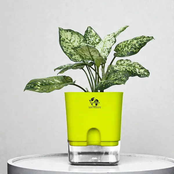 Aglaonema_Indoor_Plant_With_Self_Watering_Pot
