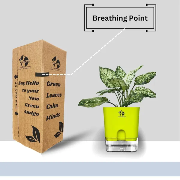 Aglaonema_Indoor_Plant_With_Self_Watering_Pot