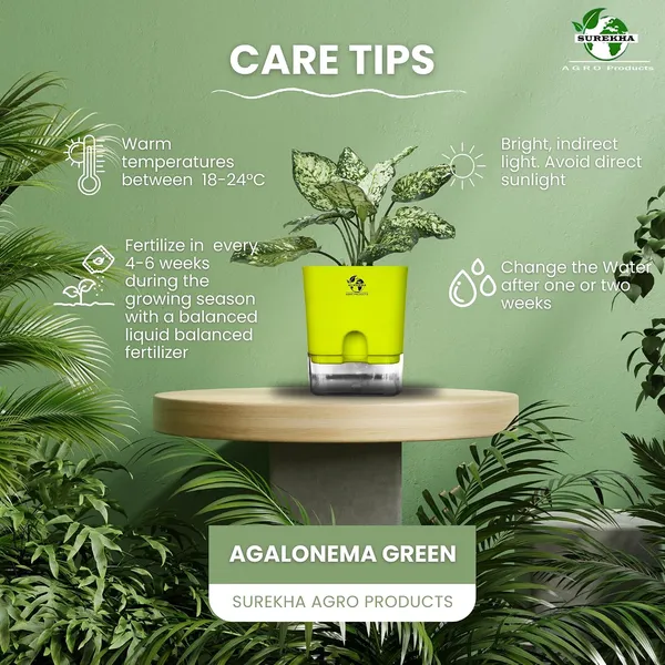Aglaonema_Indoor_Plant_With_Self_Watering_Pot