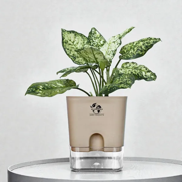 Aglaonema_Indoor_Plant_With_Self_Watering_Pot
