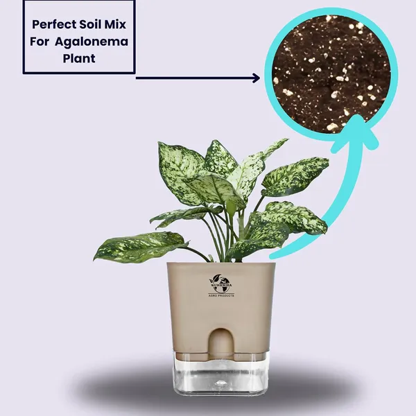 Aglaonema_Indoor_Plant_With_Self_Watering_Pot