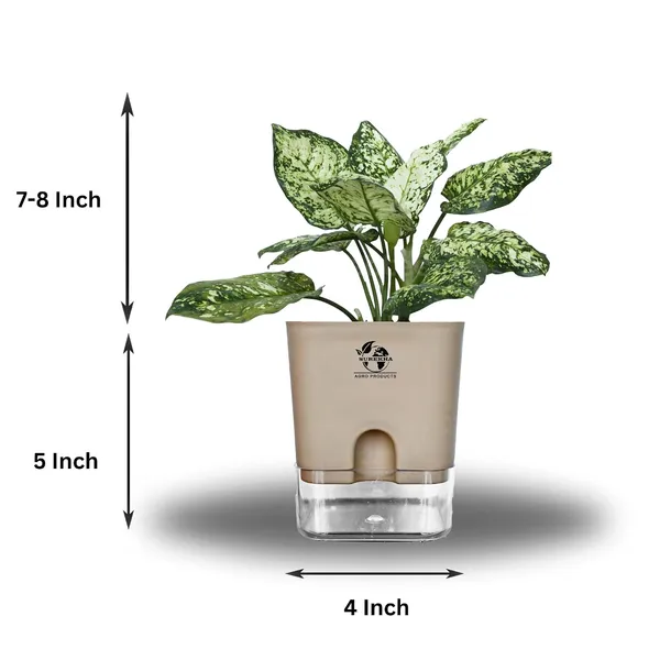 Aglaonema_Indoor_Plant_With_Self_Watering_Pot